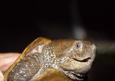 Großkopfschildkröte, Platysternon megacephalum, – © Hans-Jürgen Bidmon