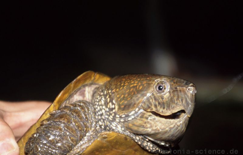 Großkopfschildkröte, Platysternon megacephalum, – © Hans-Jürgen Bidmon Großkopfschildkröte, Platysternon megacephalum, – © Hans-Jürgen Bidmon