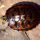 Florida-Rotbauch-Schmuckschildkröte, Pseudemys nelsoni, – © Hans-Jürgen Bidmon