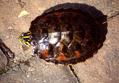 Pseudemys nelsoni – Florida-Rotbauch-Schmuckschildkröte