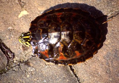 Florida-Rotbauch-Schmuckschildkröte, Pseudemys nelsoni, – © Hans-Jürgen Bidmon