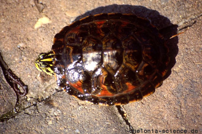 Florida-Rotbauch-Schmuckschildkröte, Pseudemys nelsoni, – © Hans-Jürgen Bidmon Florida-Rotbauch-Schmuckschildkröte, Pseudemys nelsoni, – © Hans-Jürgen Bidmon