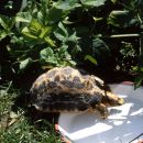 Madagassische Spinnenschildkröte, Pyxis arachnoides, – © Hans-Jürgen Bidmon Madagassische Spinnenschildkröte, Pyxis arachnoides, – © Hans-Jürgen Bidmon