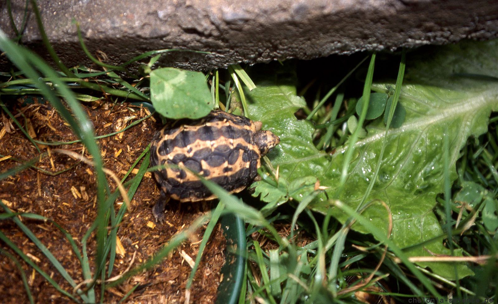 Madagassische Spinnenschildkröte, Pyxis arachnoides, ein Jungtier im Aufzuchtterrarium – © Hans-Jürgen Bidmon