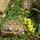 Madagassische Spinnenschildkröte, Pyxis arachnoides, – © Hans-Jürgen Bidmon