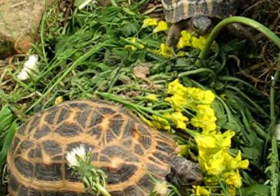 Madagassische Spinnenschildkröte, Pyxis arachnoides, – © Hans-Jürgen Bidmon