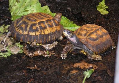 Pyxis planicauda – Flachrückenschildkröte