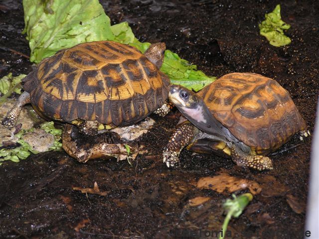 Flachrückenschildkröte, Pyxis planicauda, – © Bildautor der Redaktion bekannt Flachrückenschildkröte, Pyxis planicauda, – © Bildautor der Redaktion bekannt
