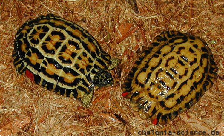 Flachrückenschildkröte, Pyxis planicauda, – © Bildautor der Redaktion bekannt Flachrückenschildkröte, Pyxis planicauda, – © Bildautor der Redaktion bekannt