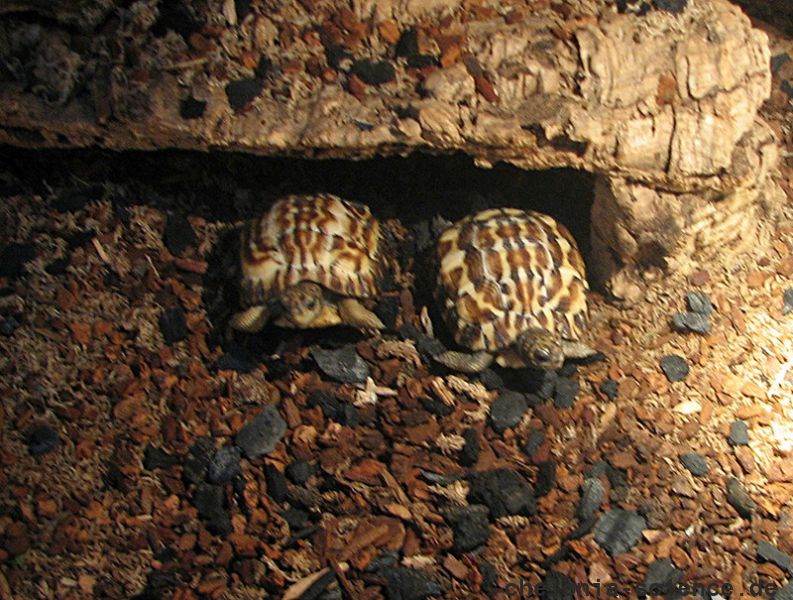 Flachrückenschildkröte, Pyxis planicauda, – © Bildautor der Redaktion bekannt Flachrückenschildkröte, Pyxis planicauda, – © Bildautor der Redaktion bekannt