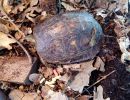 Costa-Rica-Pracht-Erdschildkröte, Rhinoclemmys pulcherrima manni, – © Hans-Jürgen Bidmon