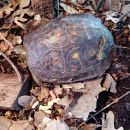 Costa-Rica-Pracht-Erdschildkröte, Rhinoclemmys pulcherrima manni, – © Hans-Jürgen Bidmon