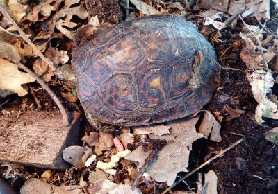 Costa-Rica-Pracht-Erdschildkröte, Rhinoclemmys pulcherrima manni, – © Hans-Jürgen Bidmon