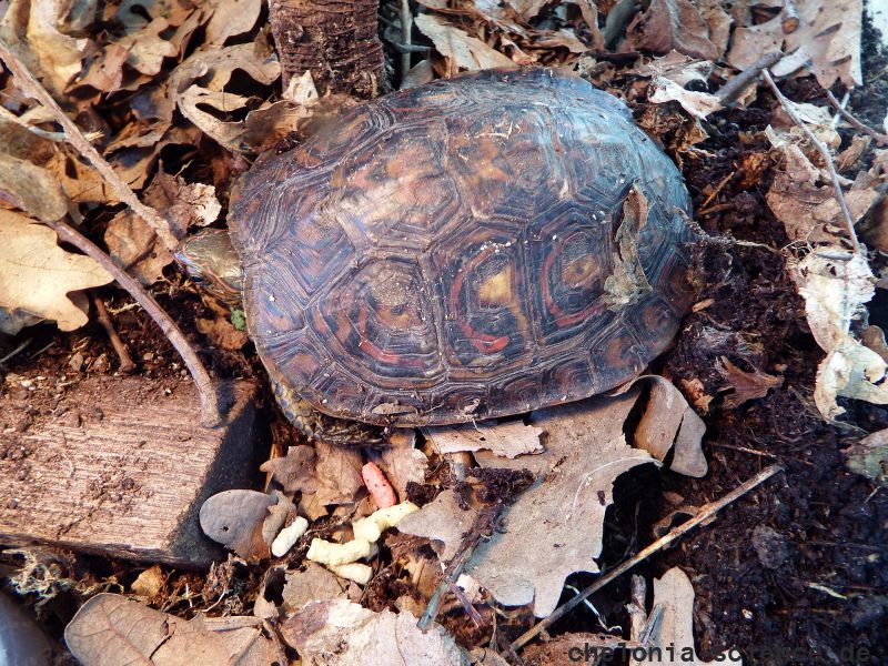 Costa-Rica-Pracht-Erdschildkröte, Rhinoclemmys pulcherrima manni, – © Hans-Jürgen Bidmon Costa-Rica-Pracht-Erdschildkröte, Rhinoclemmys pulcherrima manni, – © Hans-Jürgen Bidmon