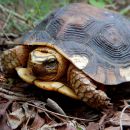 Colima-Erdschildkröte, Rhinoclemmys rubida perixantha, – © Taggert G. Butterfield