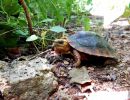 Colima-Erdschildkröte, Rhinoclemmys rubida perixantha, – © Taggert G. Butterfield