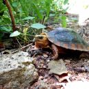 Colima-Erdschildkröte, Rhinoclemmys rubida perixantha, – © Taggert G. Butterfield