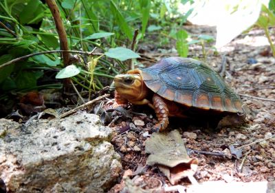Colima-Erdschildkröte, Rhinoclemmys rubida perixantha, – © Taggert G. Butterfield
