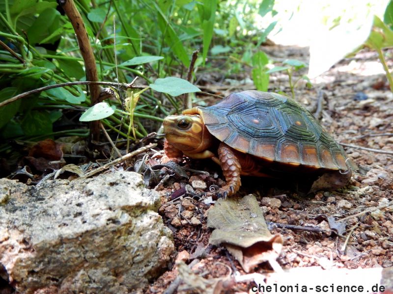 Colima-Erdschildkröte, Rhinoclemmys rubida perixantha, – © Taggert G. Butterfield Colima-Erdschildkröte, Rhinoclemmys rubida perixantha, – © Taggert G. Butterfield