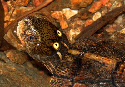 Chinesische Pfauenaugen-Sumpfschildkröte, Sacalia bealei, – © Yik-Hei Sung