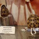 Schmuck und Kulturgegenstände aus Schildkröten – © Hans-Jürgen Bidmon