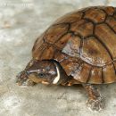 Philippinen-Erdschildkröte, Siebenrockiella leytensis, – © Y. Emerson