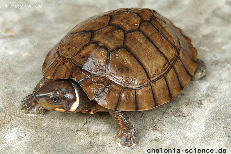 Philippinen-Erdschildkröte, Siebenrockiella leytensis, – © Y. Emerson