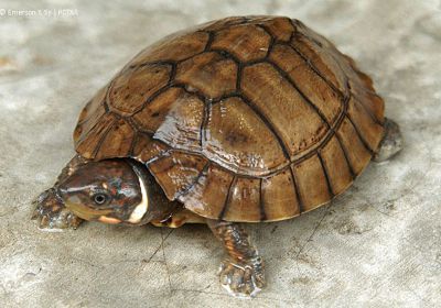 Philippinen-Erdschildkröte, Siebenrockiella leytensis, – © Y. Emerson