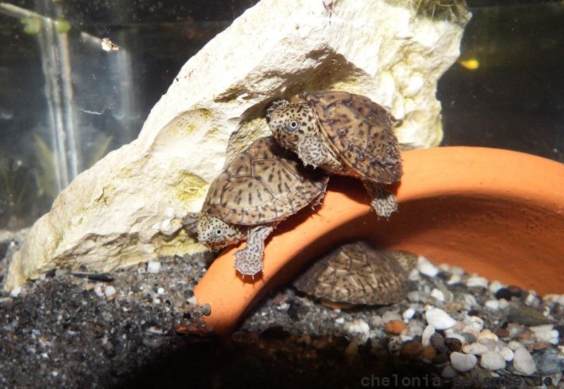 Kleine Moschusschildkröte, Sternotherus minor, – © Hans-Jürgen Bidmon Kleine Moschusschildkröte, Sternotherus minor, – © Hans-Jürgen Bidmon