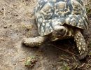 Pantherschildkröte, Stigmochelys pardalis, – © Hans-Jürgen Bidmon