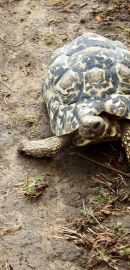 Pantherschildkröte, Stigmochelys pardalis, – © Hans-Jürgen Bidmon