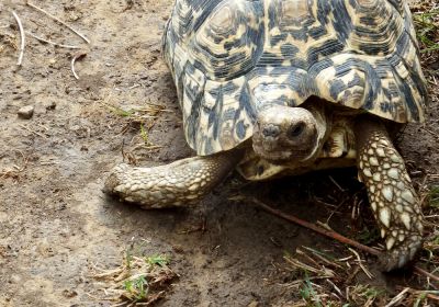 Stigmochelys pardalis – Pantherschildkröte