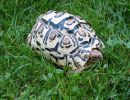 Pantherschildkröte, Stigmochelys pardalis, – © Hans-Jürgen Bidmon