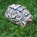 Pantherschildkröte, Stigmochelys pardalis, – © Hans-Jürgen Bidmon