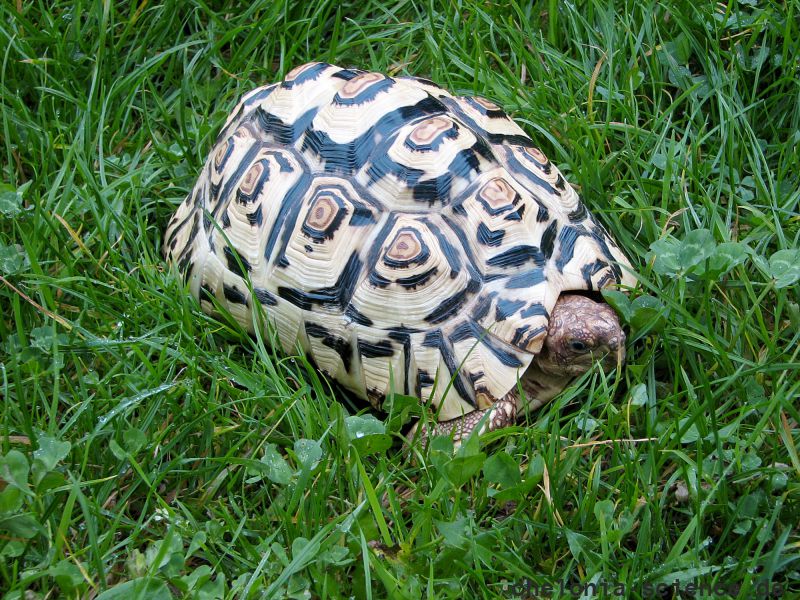 Pantherschildkröte, Stigmochelys pardalis, – © Hans-Jürgen Bidmon Pantherschildkröte, Stigmochelys pardalis, – © Hans-Jürgen Bidmon