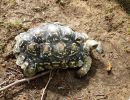 Pantherschildkröte, Stigmochelys pardalis, – © Hans-Jürgen Bidmon