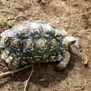 Pantherschildkröte, Stigmochelys pardalis, – © Hans-Jürgen Bidmon