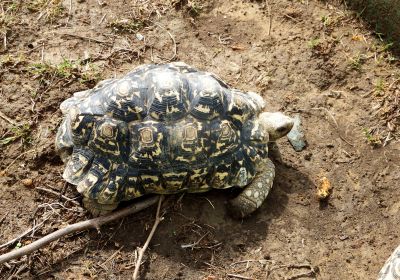 Pantherschildkröte, Stigmochelys pardalis, – © Hans-Jürgen Bidmon