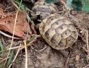 Maurische Landschildkröte, Testudo graeca, – © Hans-Jürgen Bidmon