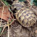 Maurische Landschildkröte, Testudo graeca, – © Hans-Jürgen Bidmon