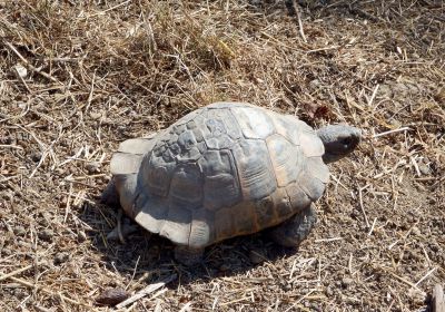 Maurische Landschildkröte, Testudo graeca, – © Hans-Jürgen Bidmon