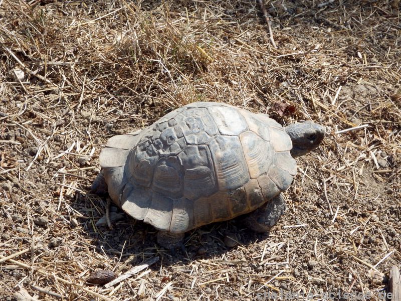 Testudo graeca Hans Juergen Bidmon 02 Testudo graeca Hans Juergen Bidmon 02