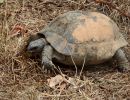 Maurische Landschildkröte, Testudo graeca, – © Hans-Jürgen Bidmon