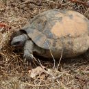 Maurische Landschildkröte, Testudo graeca, – © Hans-Jürgen Bidmon