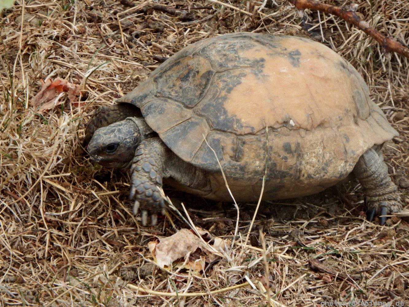 Maurische Landschildkröte, Testudo graeca, – © Hans-Jürgen Bidmon