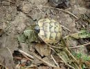 Maurische Landschildkröte, Testudo graeca, – © Hans-Jürgen Bidmon