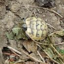 Maurische Landschildkröte, Testudo graeca, – © Hans-Jürgen Bidmon