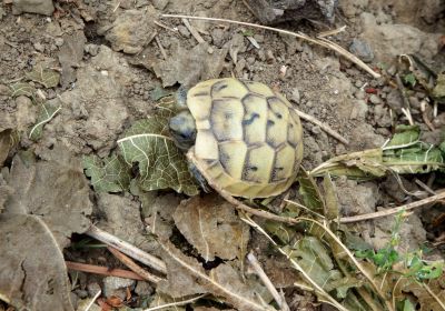 Maurische Landschildkröte, Testudo graeca, – © Hans-Jürgen Bidmon