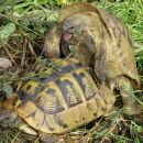 Griechische Landschildkröte, Testudo hermanni boettgeri, – © Hans-Jürgen Bidmon