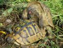 Griechische Landschildkröte, Testudo hermanni boettgeri, – © Hans-Jürgen Bidmon Griechische Landschildkröte, Testudo hermanni boettgeri, – © Hans-Jürgen Bidmon